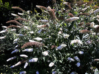 Buddleja davidii 'White Profusion' (Vlinderstruik)