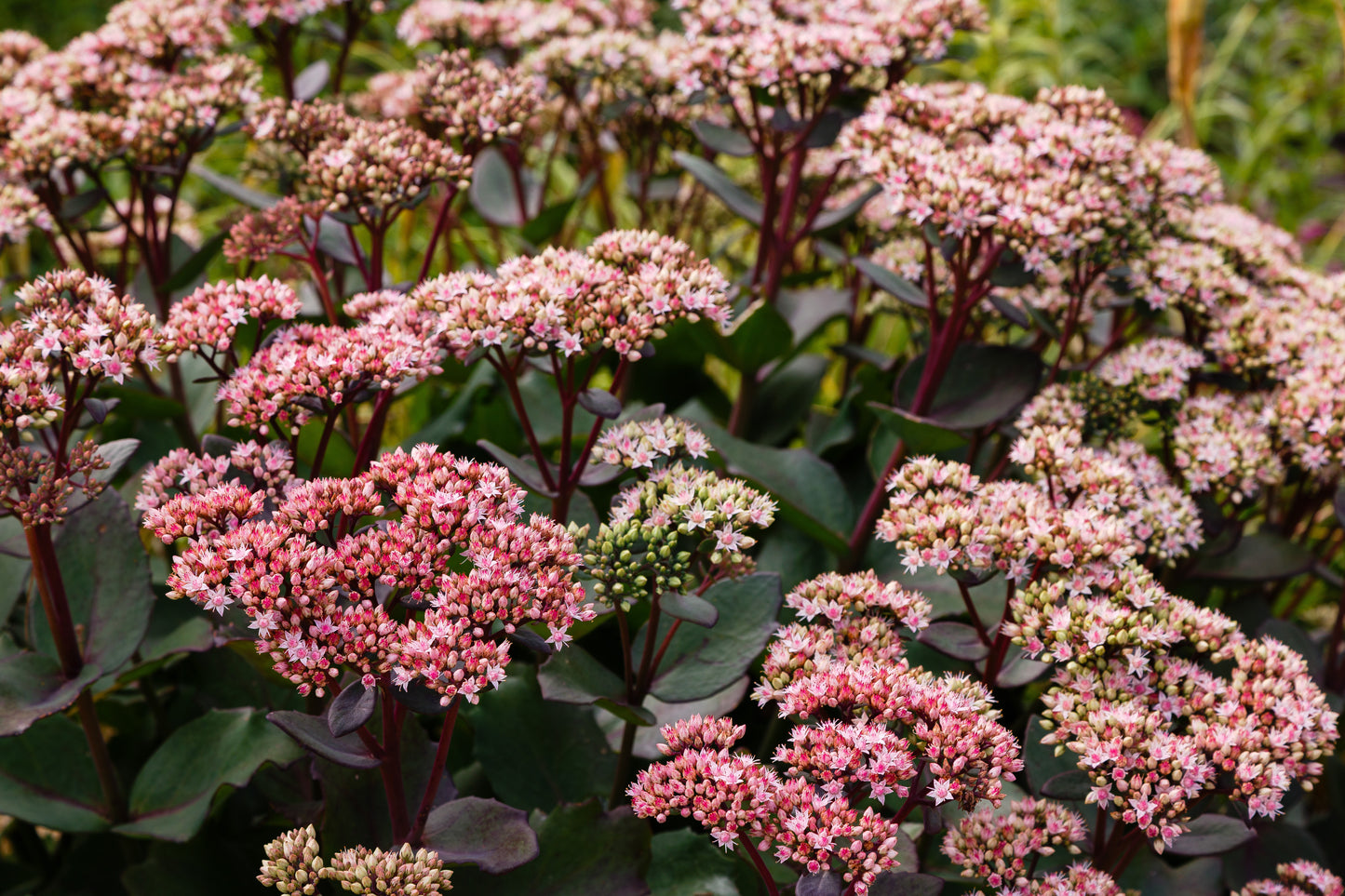 Sedum 'Herbstfreude' (Hemelsleutel)