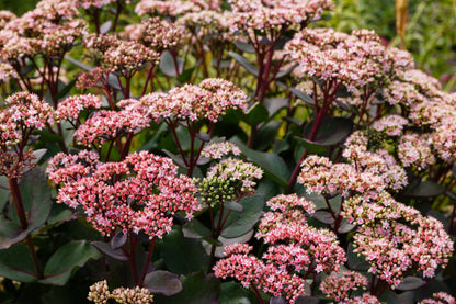 Sedum 'Herbstfreude' (Hemelsleutel)