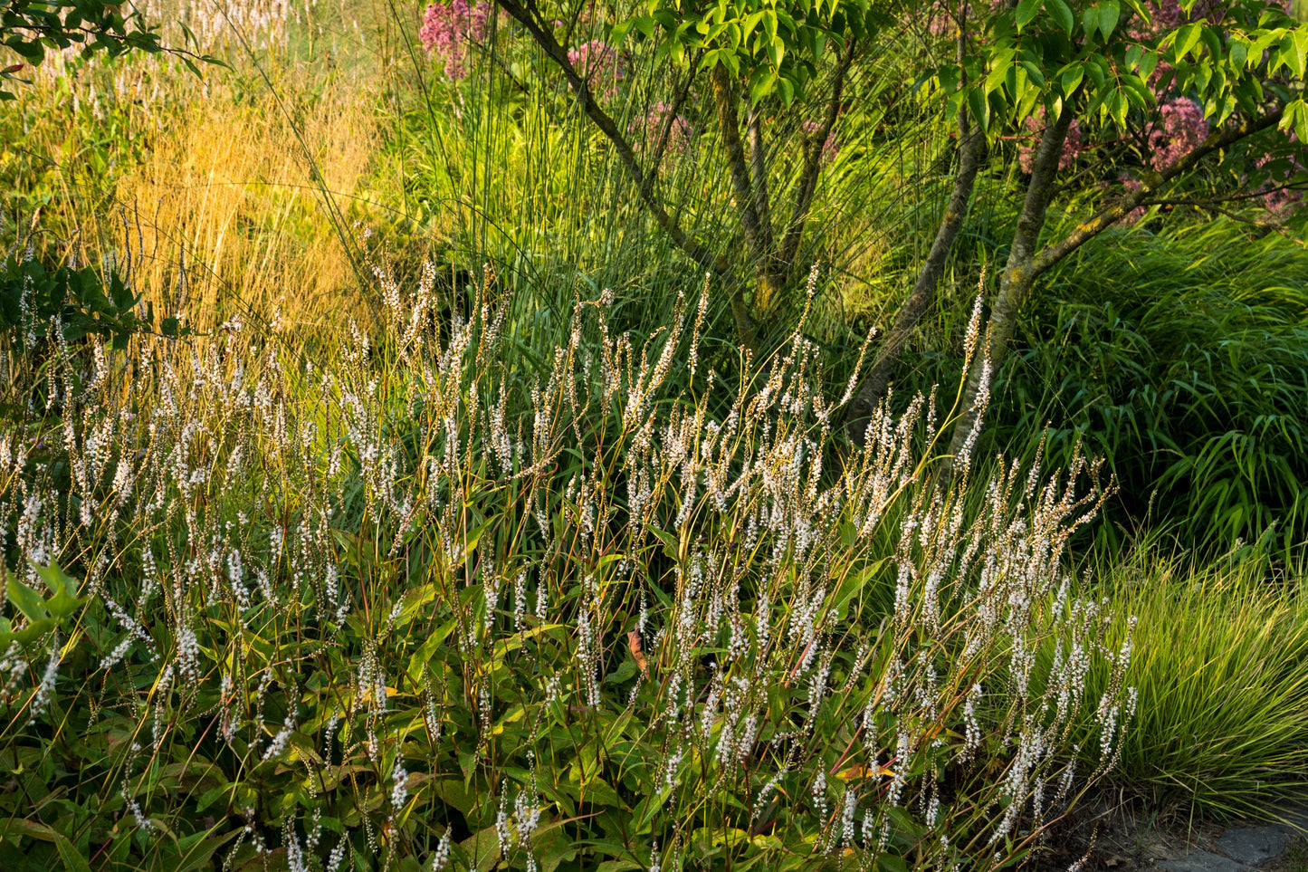 Persicaria amplexicaulis 'Alba' (Duizendknoop)