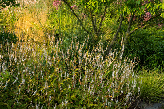 Persicaria amplexicaulis 'Alba' (Duizendknoop)