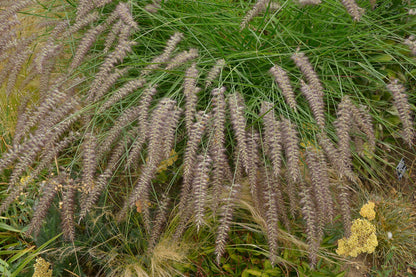Pennisetum orientale 'Karley Rose' (Lampenpoetsersgras)