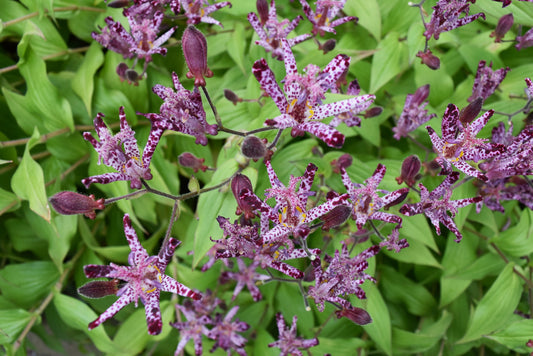Tricyrtis hirta (Paddenlelie)