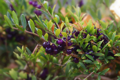 Lonicera nitida (Struikkamperfoelie)