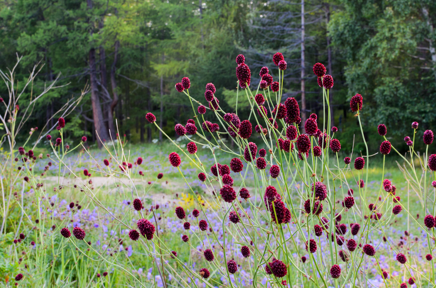 Sanguisorba officinalis 'Tanna' (Pimpernel)