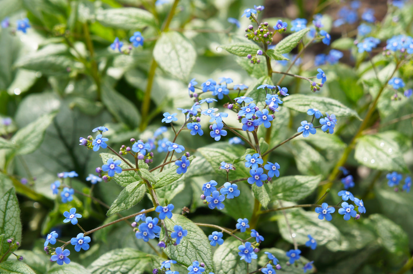 Brunnera macrophylla 'Jack Frost' (Kaukasisch vergeet-mij-nietje)