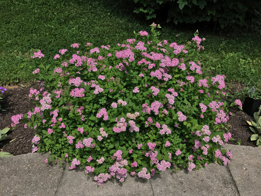 Spiraea japonica 'Little Princess' (Japanse Spierstruik)
