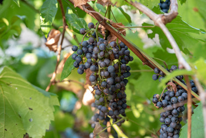 Vitis vinifera 'Boskoop Glory' (Druif)