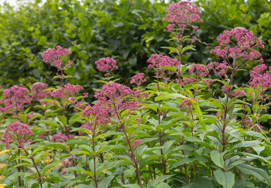 Eupatorium maculatum 'Atropurpureum' (Koninginnekruid / Leverkruid)