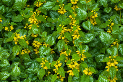 Lamiastrum galeobdolon (Gele dovenetel)