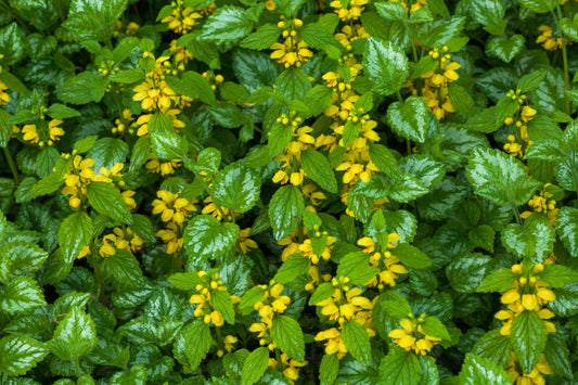 Lamiastrum galeobdolon (Gele dovenetel)