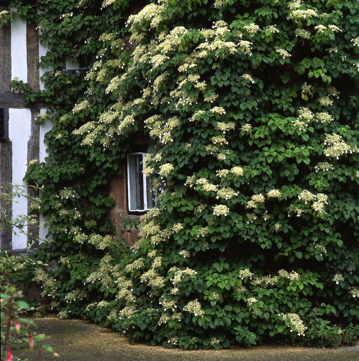 Hydrangea anomala petiolaris (klimhortensia)