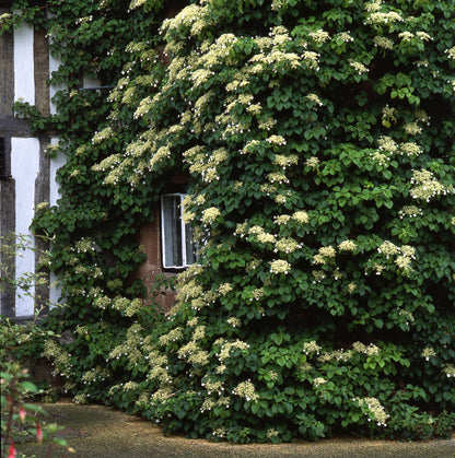 Hydrangea anomala petiolaris (klimhortensia)