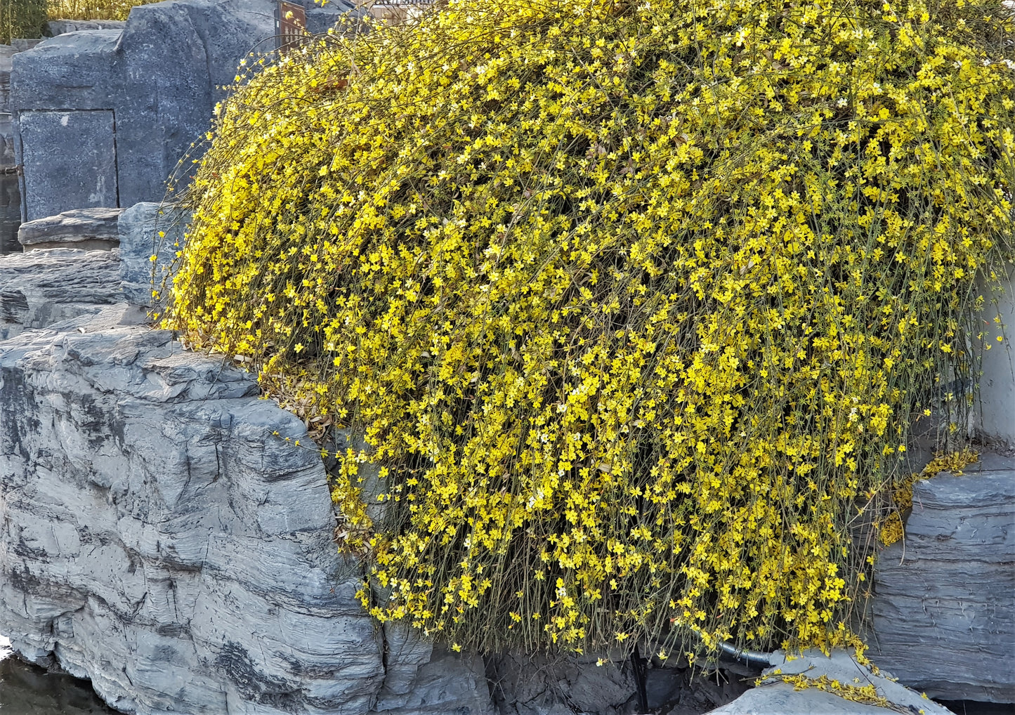 Jasminum nudiflorum