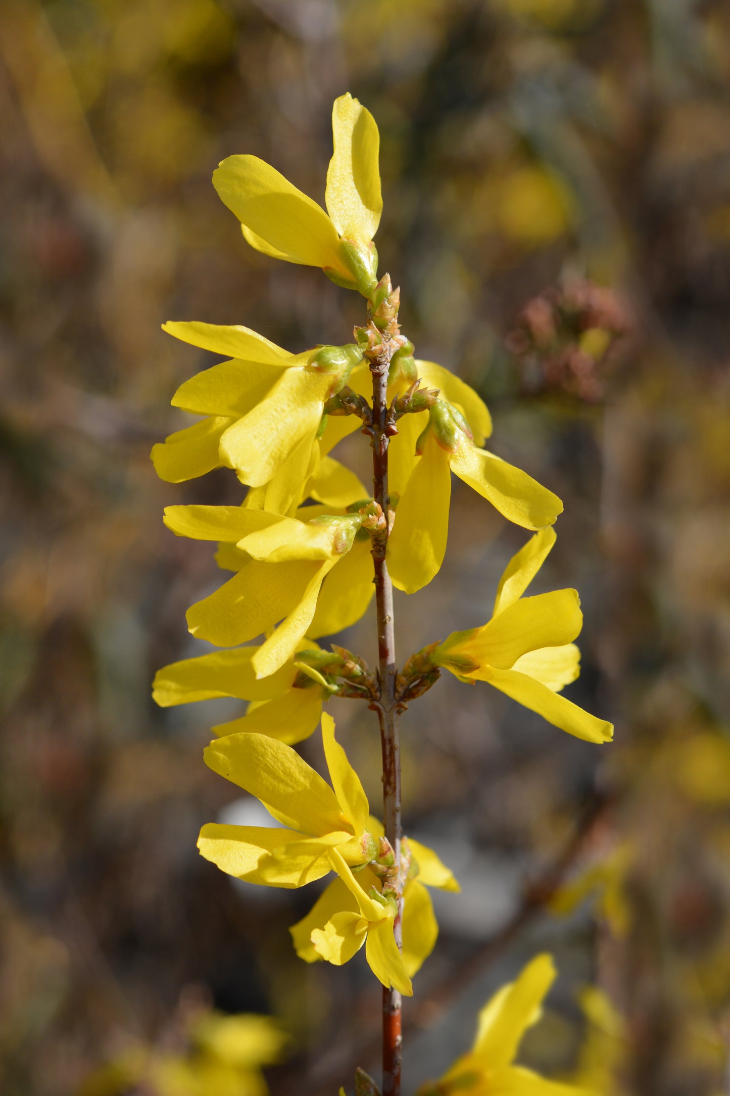 Forsythia × intermedia 'Spectabilis' (Chinees Klokje)