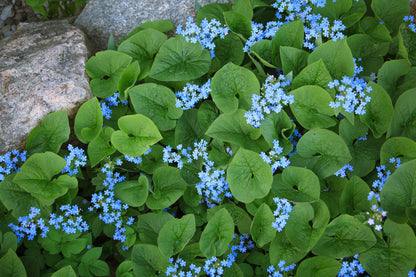 Brunnera macrophylla (Kaukasisch vergeet-mij-nietje)