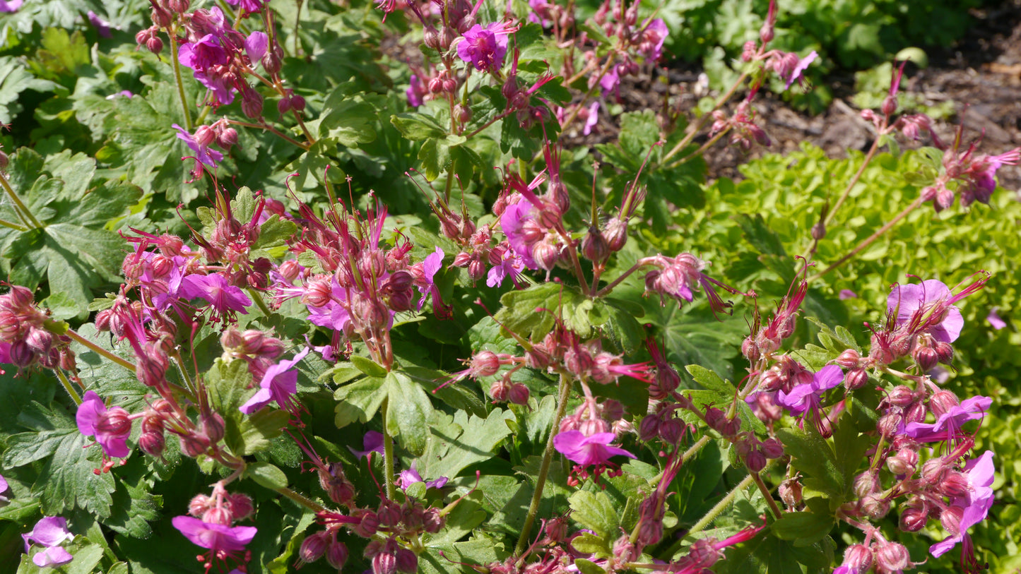 Geranium macrorrhizum 'Bevan's Variety' (Ooievaarsbek)