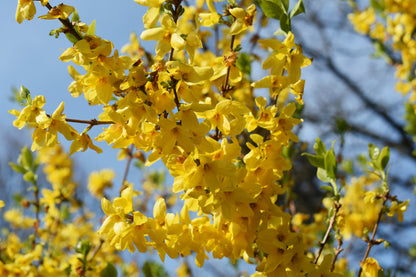 Forsythia × intermedia 'Spectabilis' (Chinees Klokje)