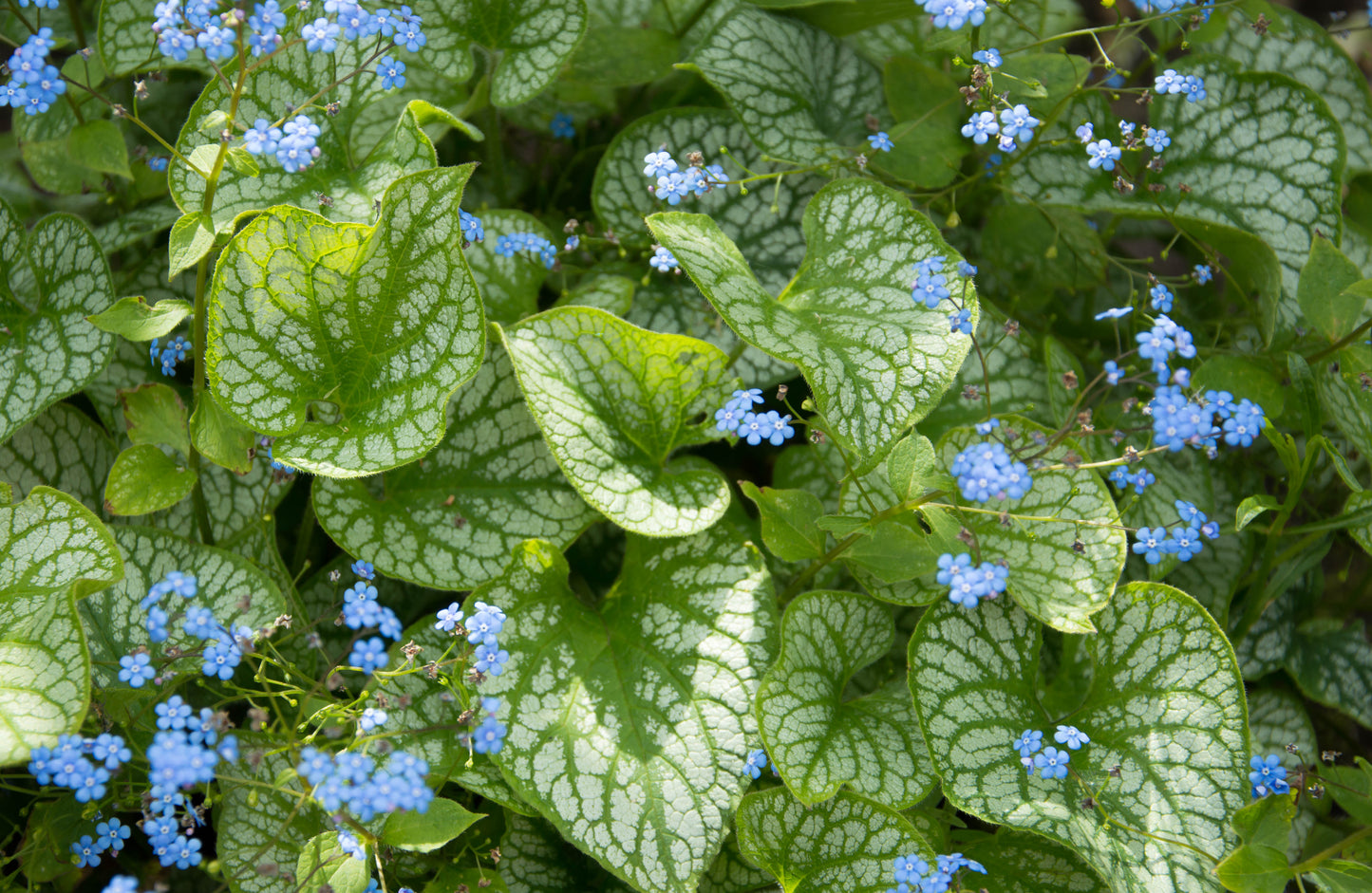 Brunnera macrophylla 'Jack Frost' (Kaukasisch vergeet-mij-nietje)