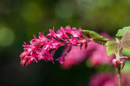 Ribes sanguineum 'King Edward VII' (Rode Schurftbes / Sierbes)