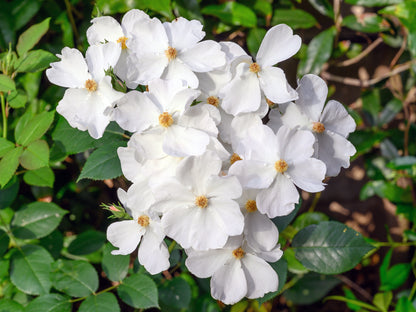 Rosa 'Kew Gardens' (Engelse Struikroos)