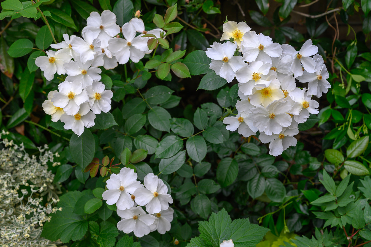 Rosa 'Kew Gardens' (Engelse Struikroos)