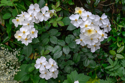 Rosa 'Kew Gardens' (Engelse Struikroos)