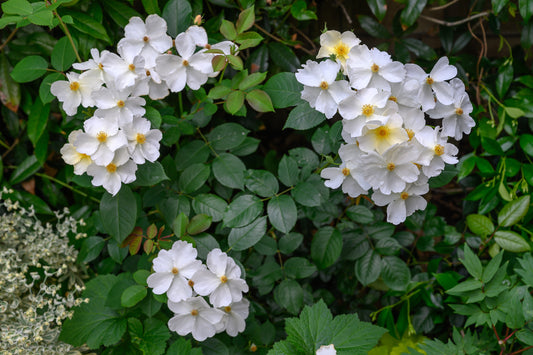 Rosa 'Kew Gardens' (Engelse Struikroos)