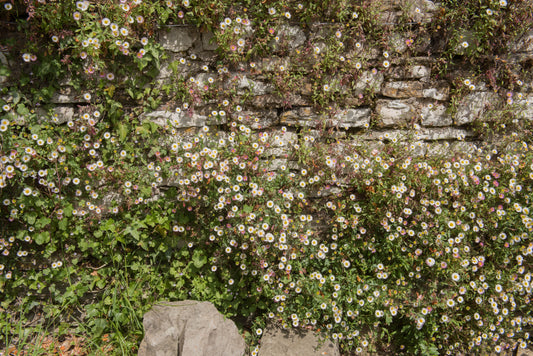 Erigeron karvinskianus (Mexicaans madeliefje)