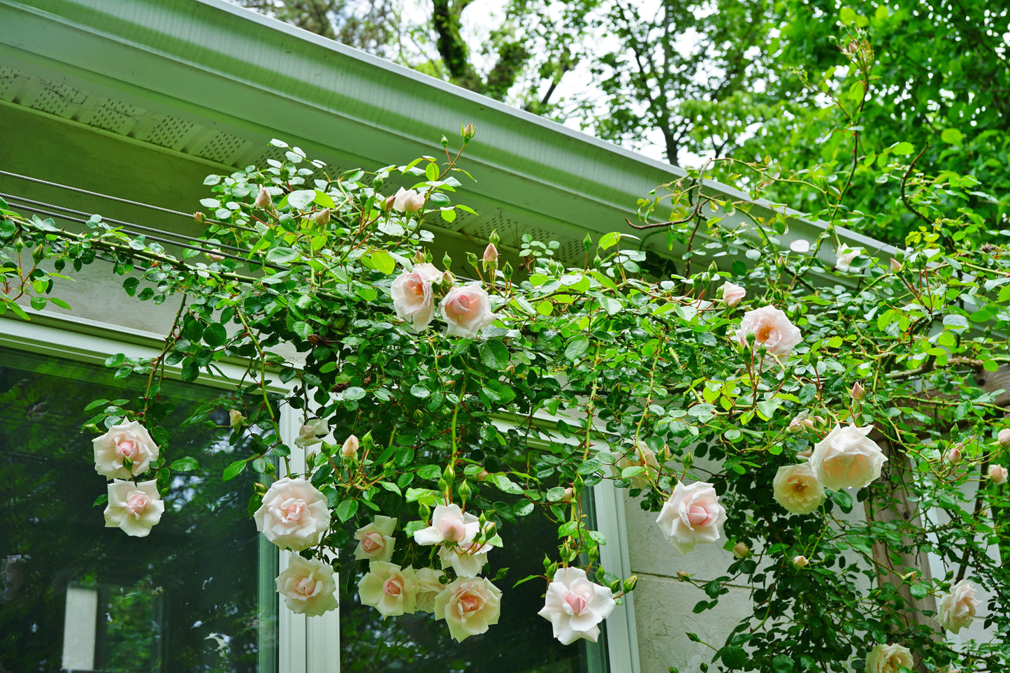 Rosa 'New Dawn' (Klimroos)