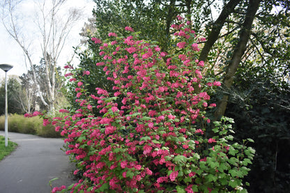 Ribes sanguineum 'King Edward VII' (Rode Schurftbes / Sierbes)