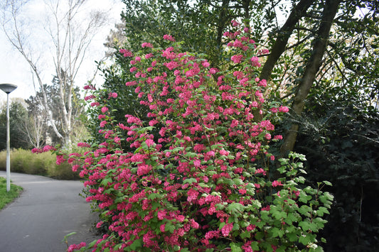 Ribes sanguineum 'King Edward VII' (Rode Schurftbes / Sierbes)