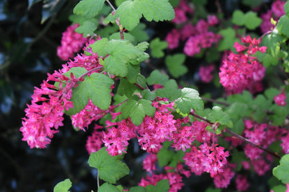 Ribes sanguineum 'King Edward VII' (Rode Schurftbes / Sierbes)