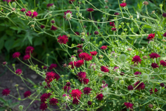 Knautia macedonica (Beemdkroon)