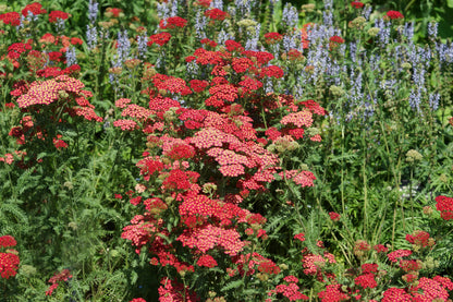 Achillea millefolium 'Paprika' (Duizendblad)