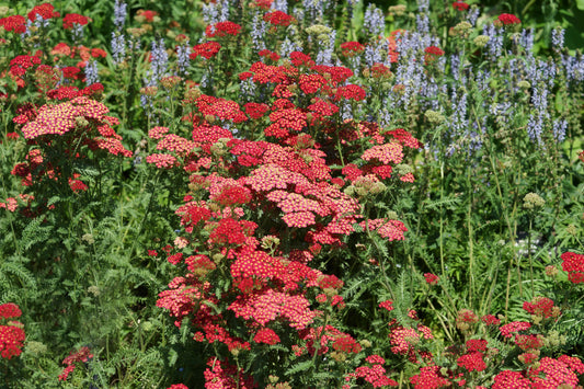 Achillea millefolium 'Paprika' (Duizendblad)