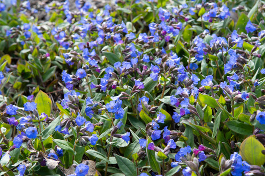 Pulmonaria angustifolia (Smalbladig longkruid)