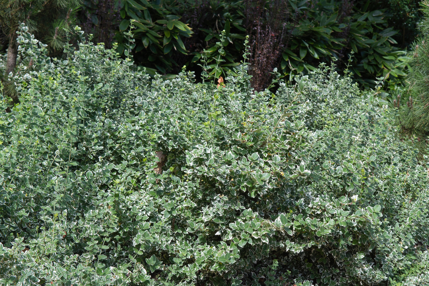 Euonymus fortunei 'Emerald 'n Gaiety' (Kardinaalsmuts)