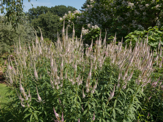 Veronicastrum virginicum 'Pink Glow' (Ereprijs)