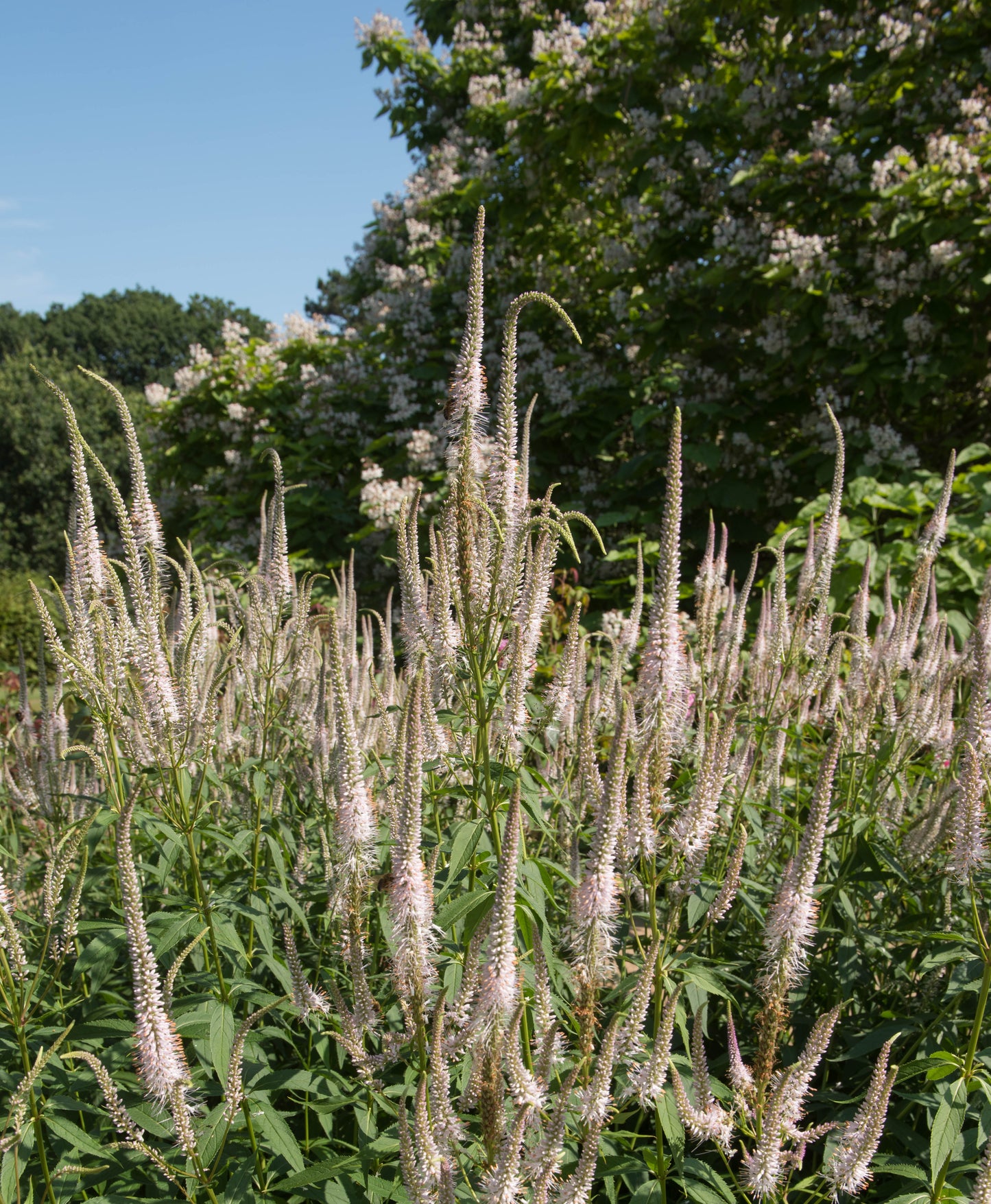 Veronicastrum virginicum 'Pink Glow' (Ereprijs)
