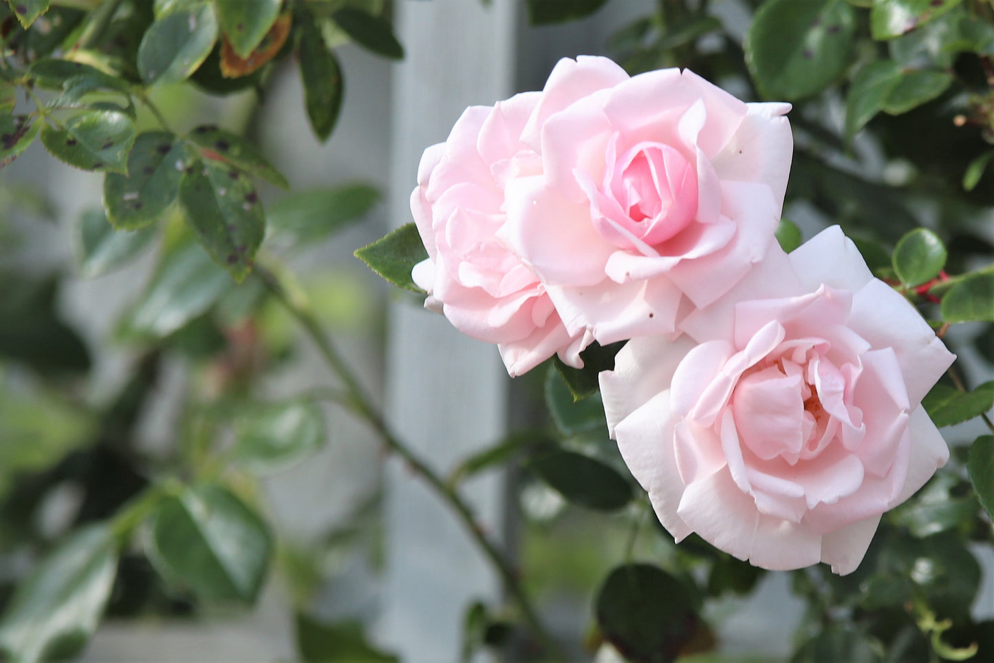 Rosa 'New Dawn' (Klimroos)