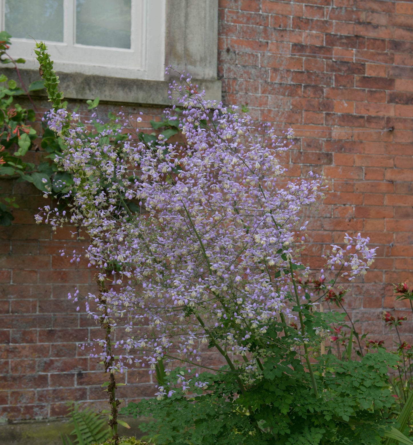 Thalictrum delavayi (Chinese ruit)