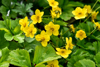 Waldsteinia ternata (Gouden aardbei