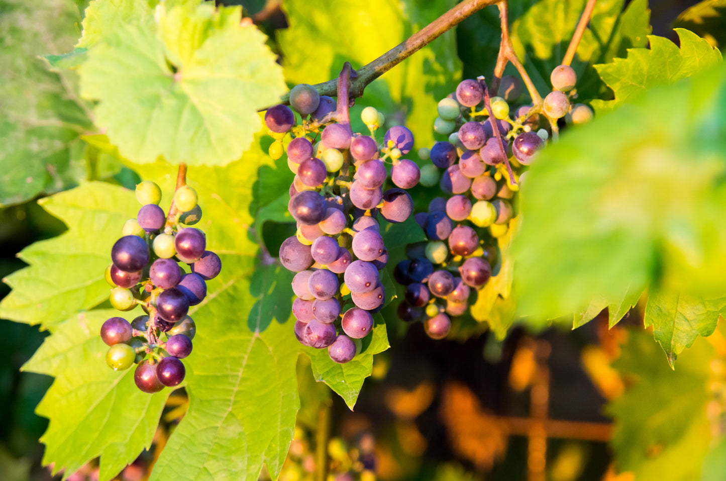 Vitis vinifera 'Boskoop Glory' (Druif)
