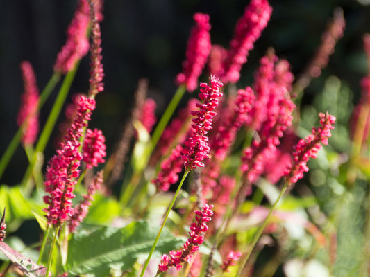 Persicaria amplexicaulis 'Lisan' (Duizendknoop)