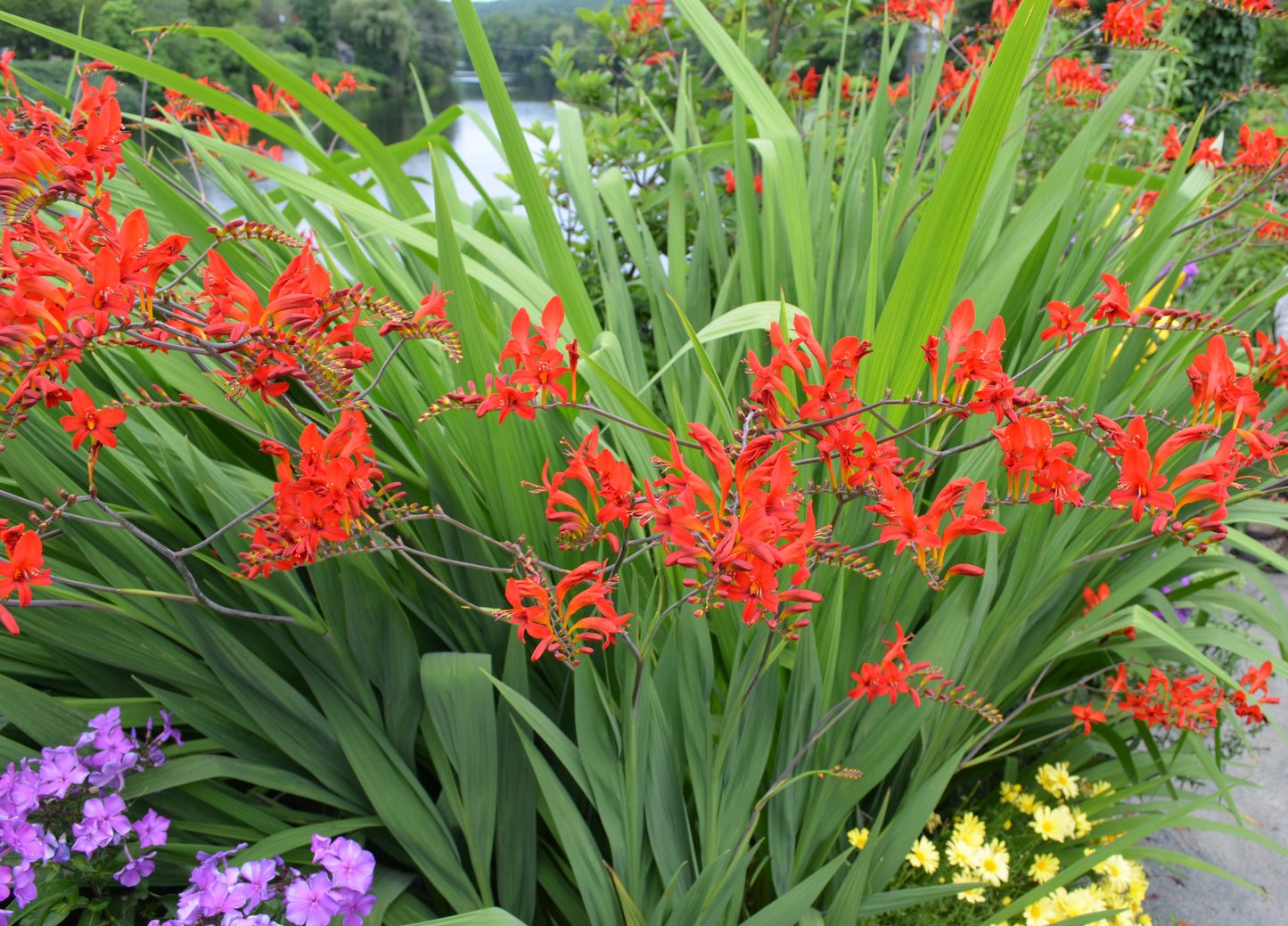 Crocosmia 'Lucifer' (Montbretia)
