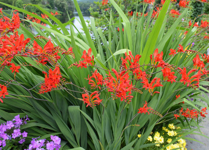 Crocosmia 'Lucifer' (Montbretia)