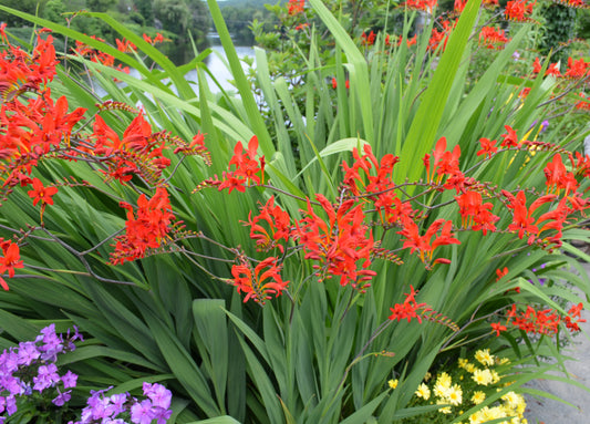 Crocosmia 'Lucifer' (Montbretia)