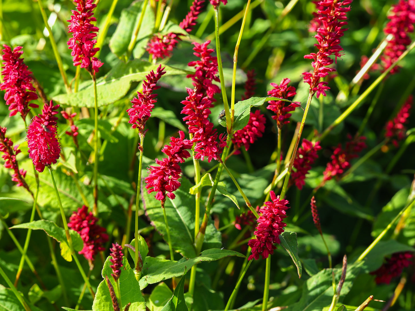 Persicaria amplexicaulis 'Lisan' (Duizendknoop)