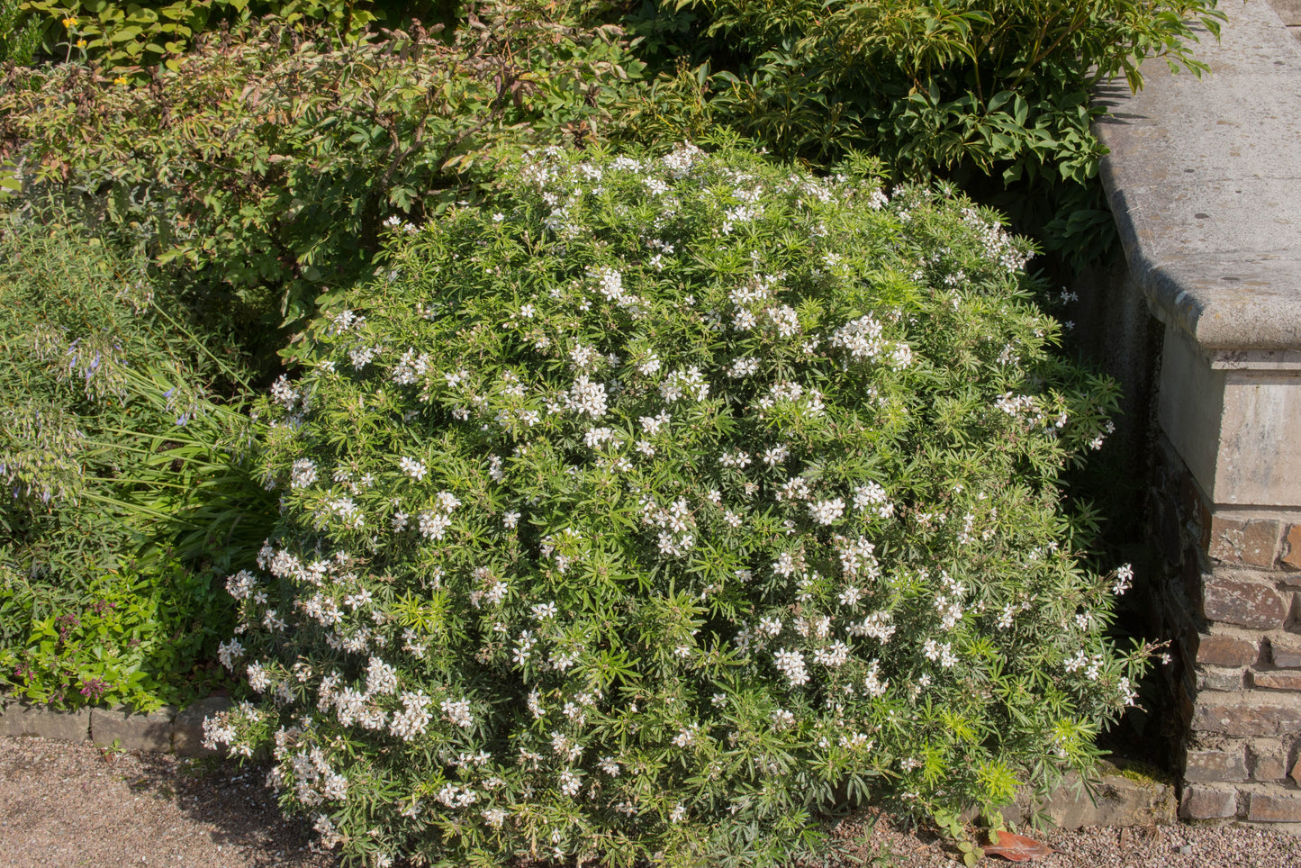 Choisya 'White Dazzler' (Mexicaanse Oranjebloesem)